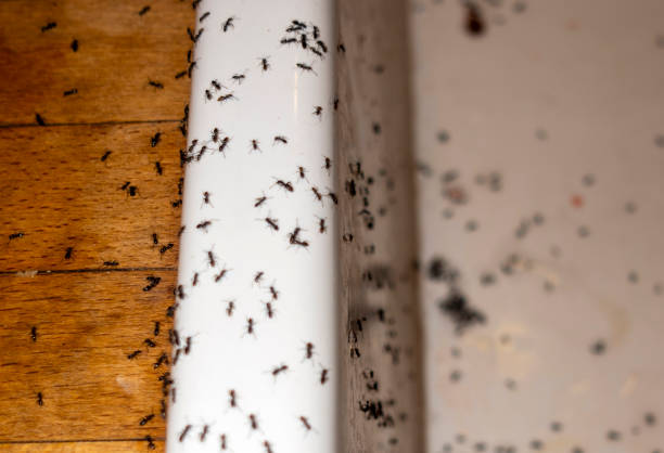  Bnchard, LA Pest Control Pros
