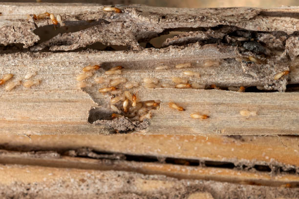 Best Residential Pest Control  in Bnchard, LA